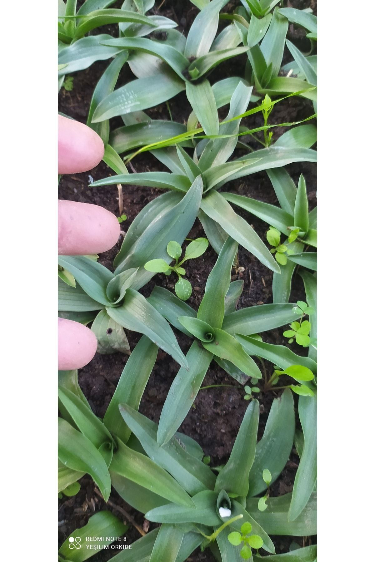 55 Adet Salep Yumrusuı