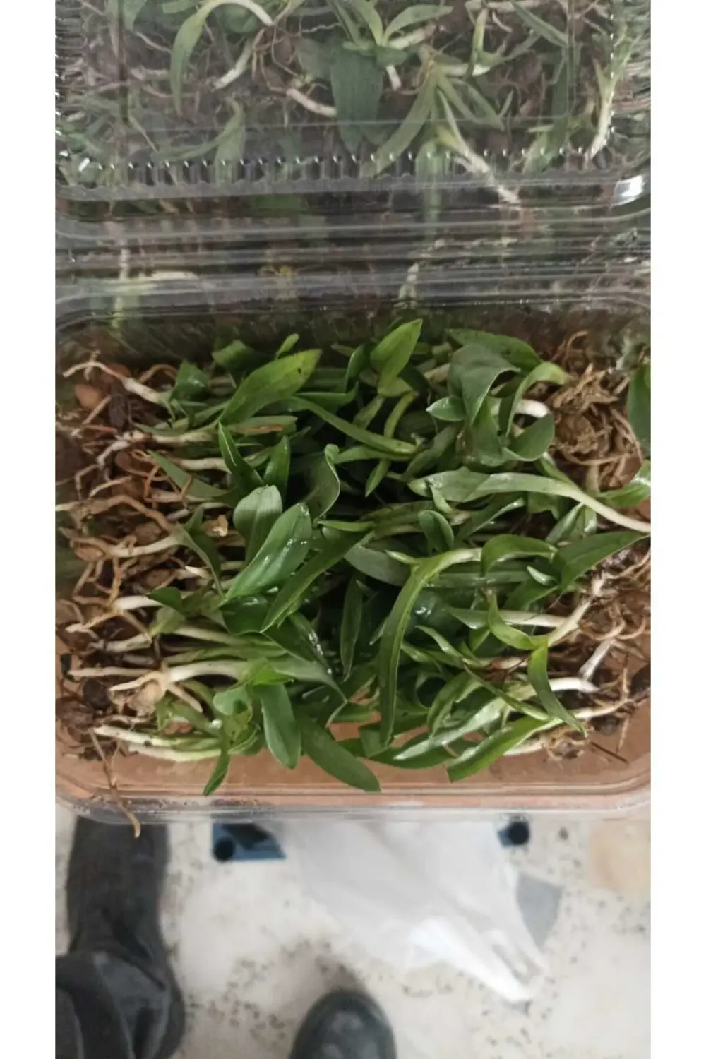 55 Adet Salep Yumrusu