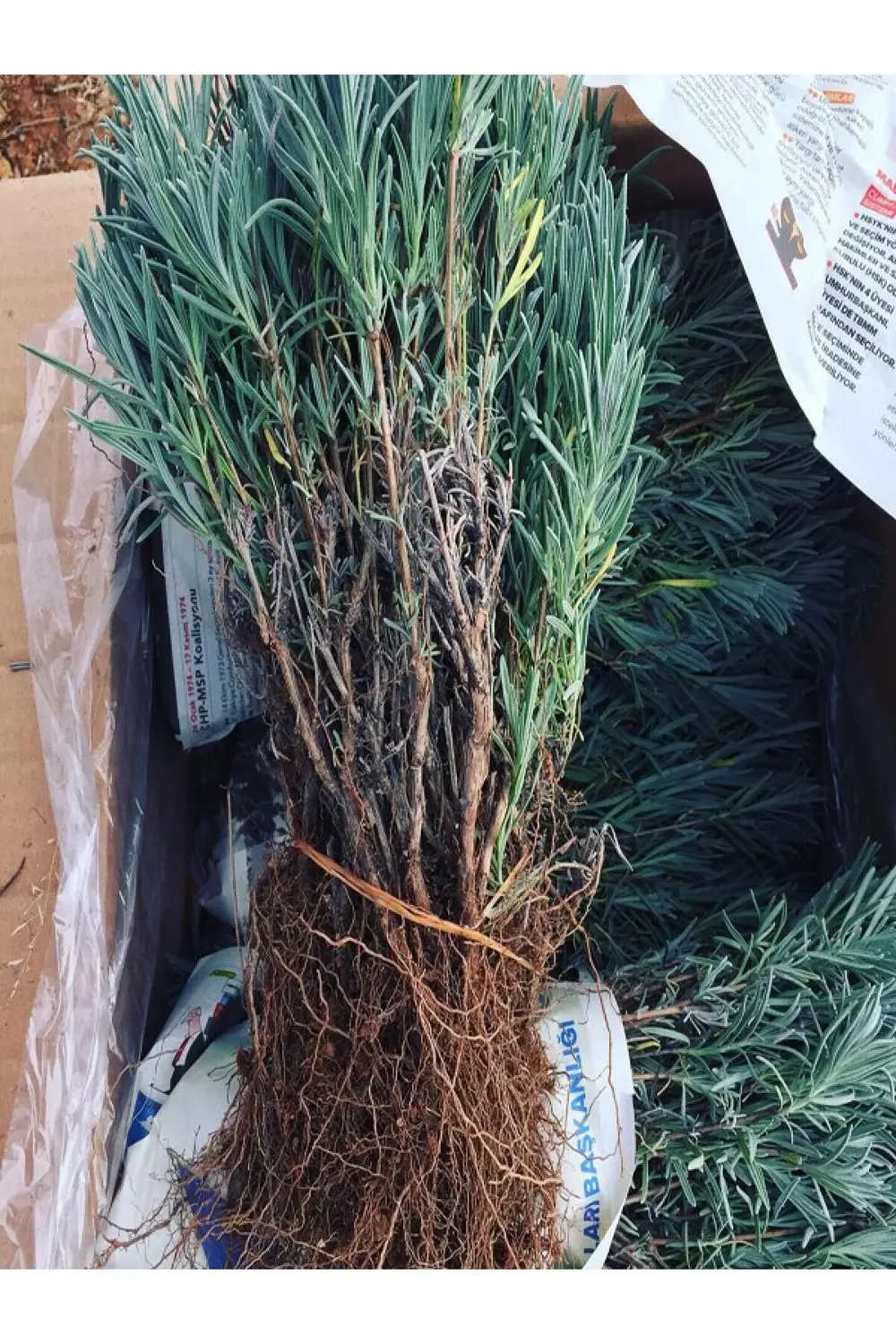 550 Adet Lavanta Açık Kök Angustifolia Fidanı Fidesi