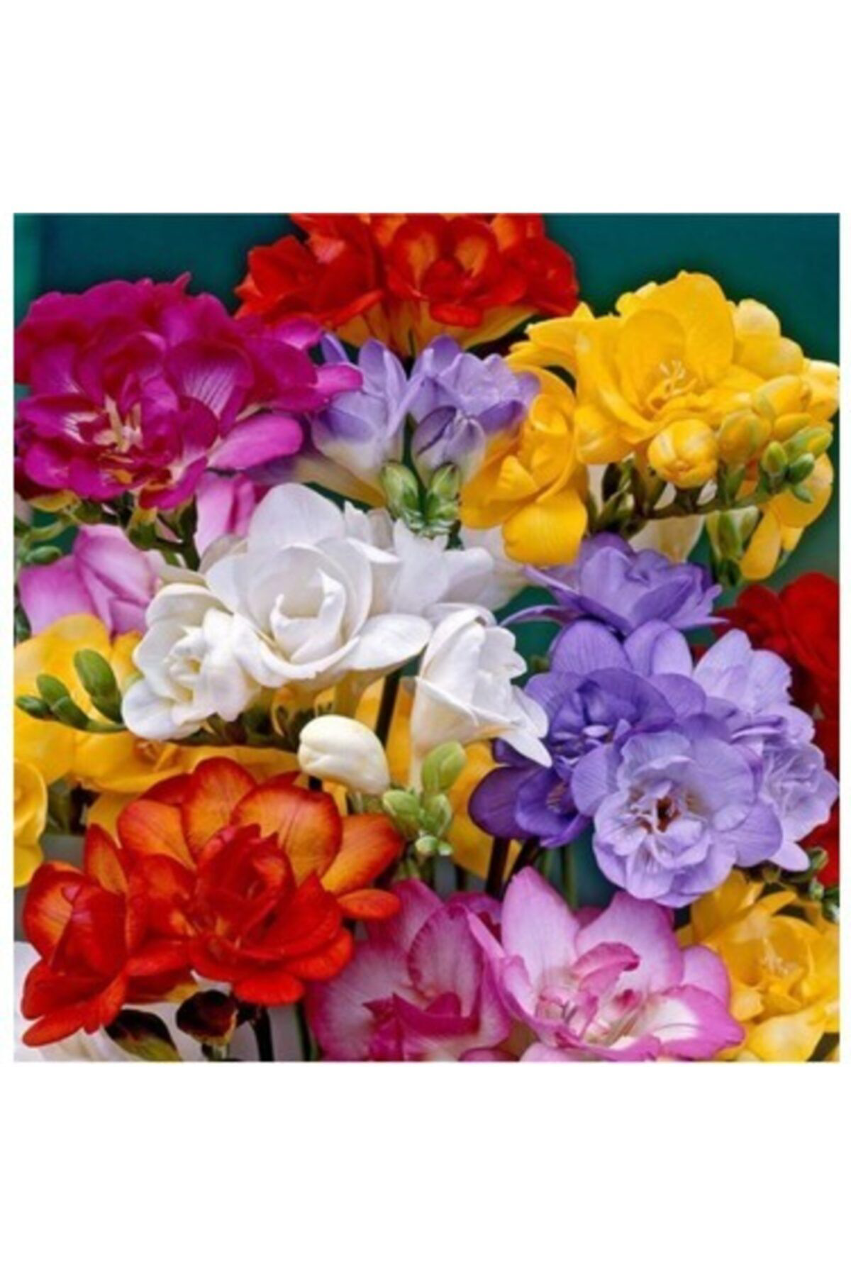 Garden Botanik 5Adet Mix Double Frezya Soğanı