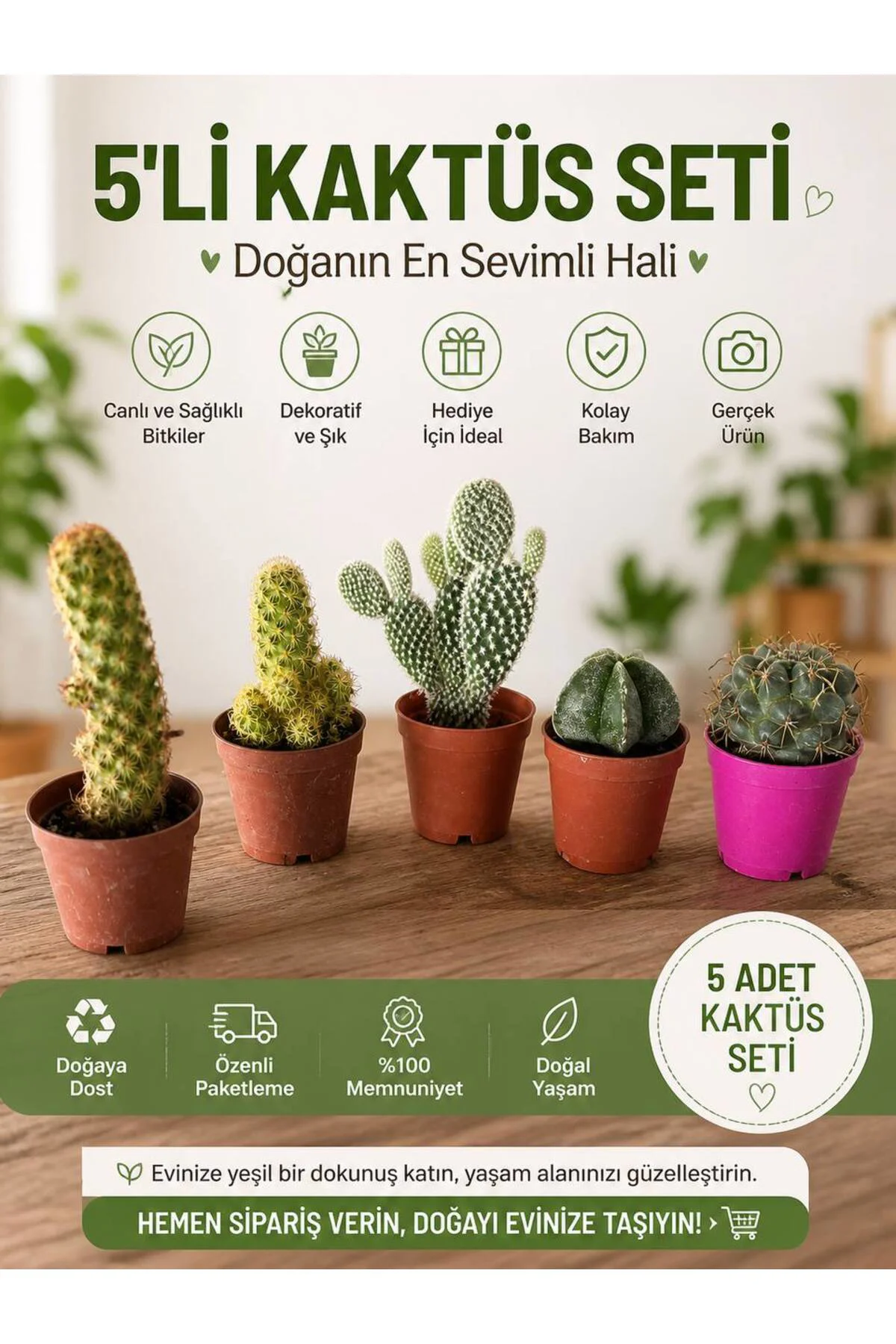 5'li Canlı Kaktüs Seti - Özel Karışım Dekoratif Mini Bitkiler