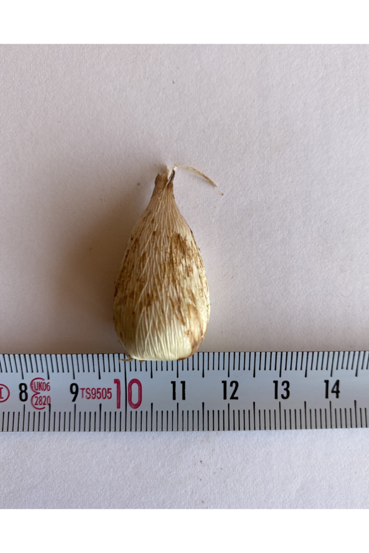 5x Beyaz Sarı Katmerli Frezya Çiçeği Soğanı Kokulu (m)