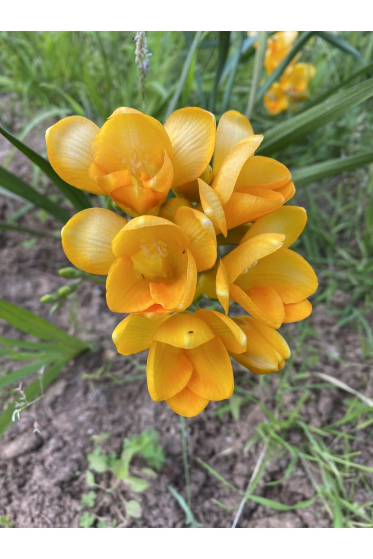 5x Beyaz Sarı Katmerli Frezya Çiçeği Soğanı Kokulu (m)