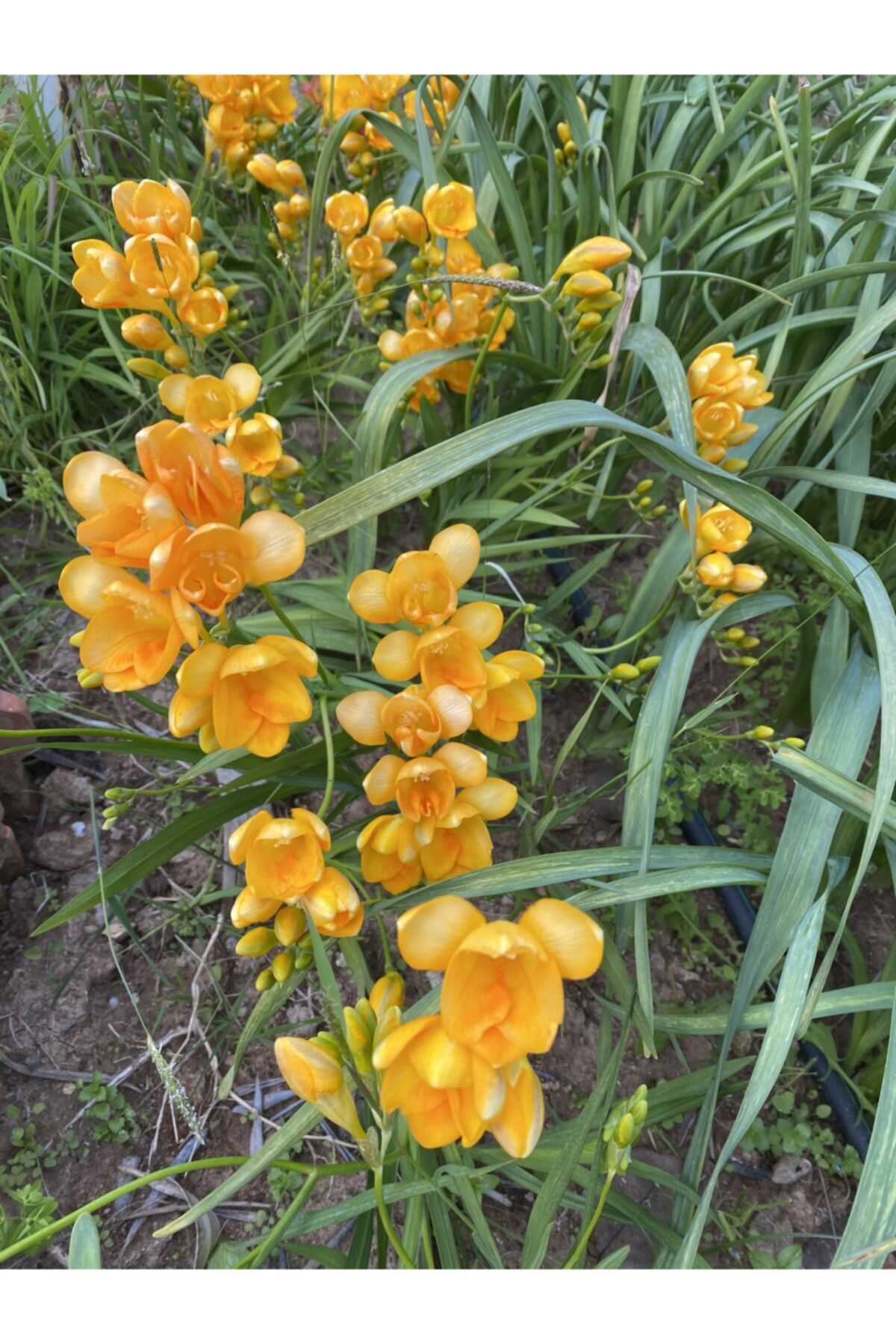 5x Beyaz Sarı Katmerli Frezya Çiçeği Soğanı Kokulu (m)