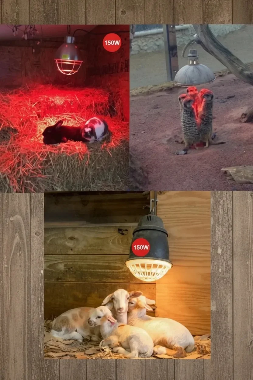 6 Adet 150w Kızılötesi Isıtıcılı Hayvan Isıtma Ve Kuluçka Lambası Kırmızı Işık E27 Kalın Duy Lisinya 6 Adet 150w Kızılötesi Isıtıcılı Hayvan Isıtma Ve Kuluçka Lambası Kırmızı Işık E27 Kalın Duy Lisinya