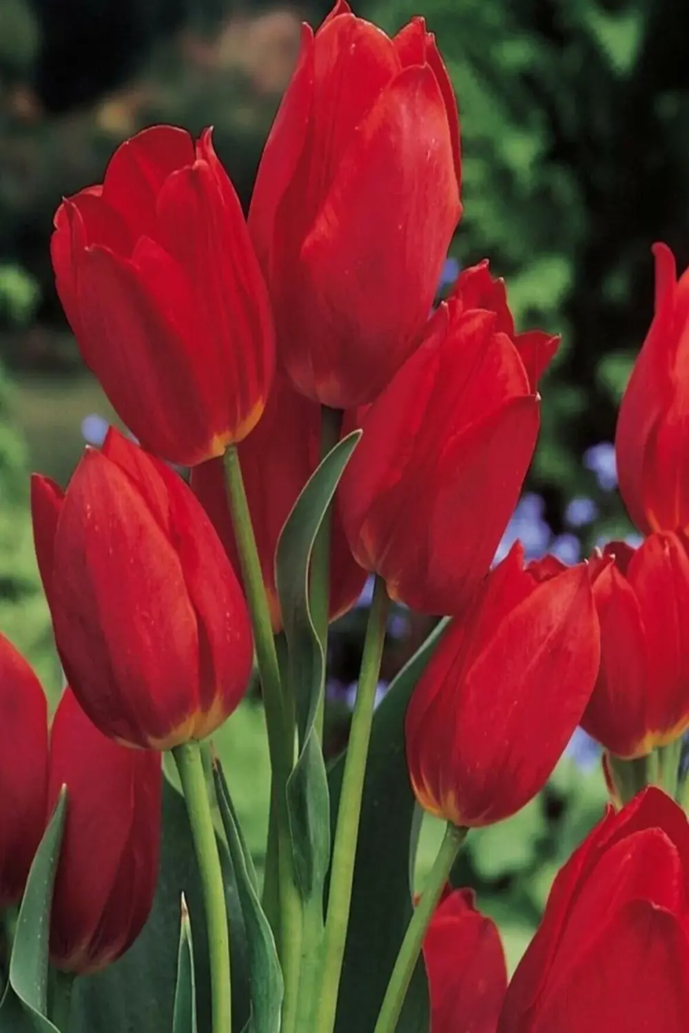 6 Adet Hollanda Lale Soğanı Kırmızı