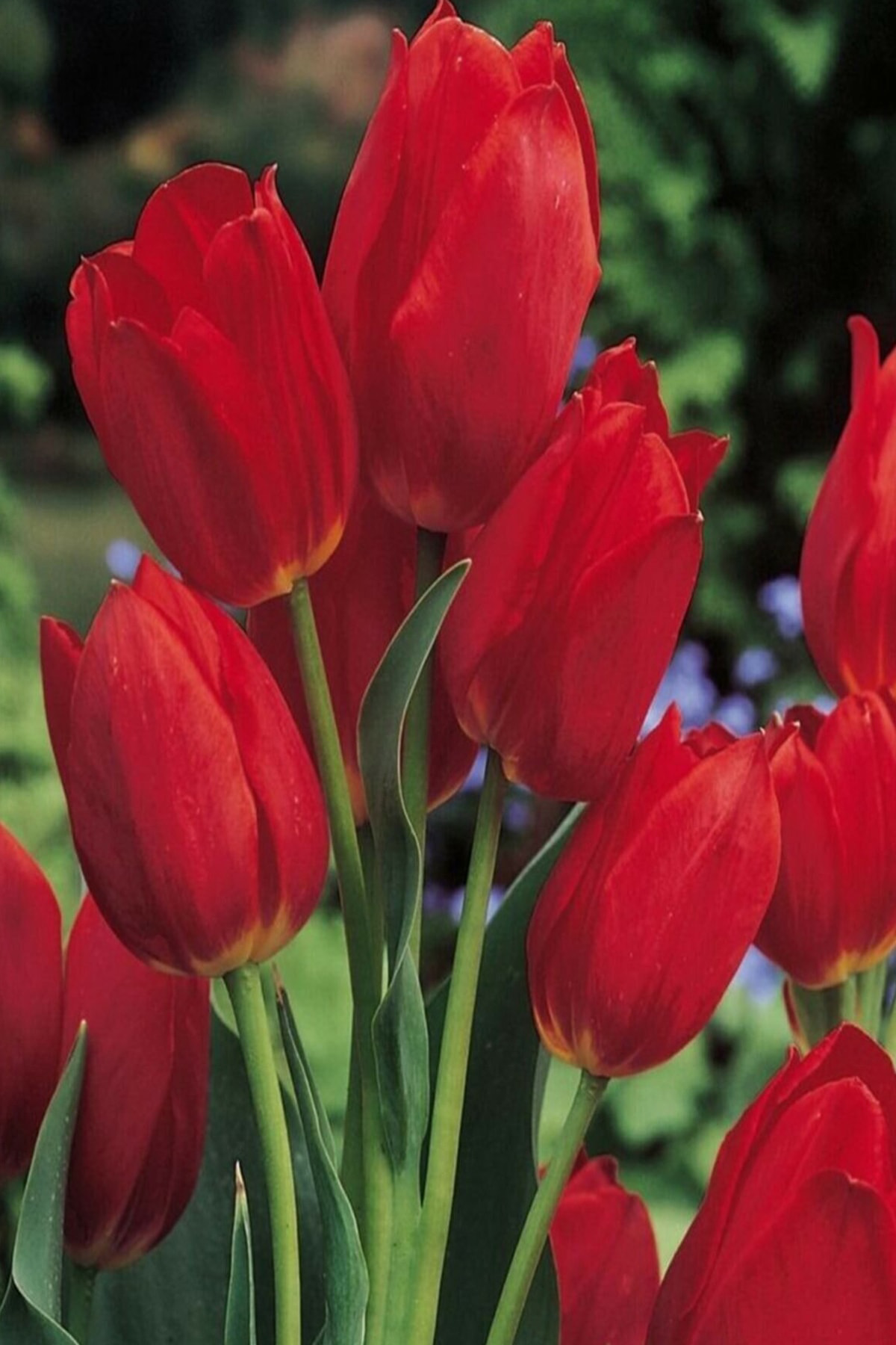 Sari Tarim 6 Adet Hollanda Lale Soğanı Kırmızı