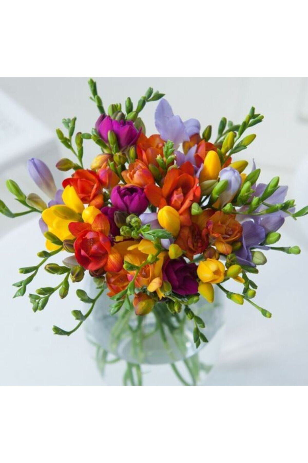 Sari Tarim 6 Adet Karışık Renklerde Mis Kokulu Frezya Soğanı