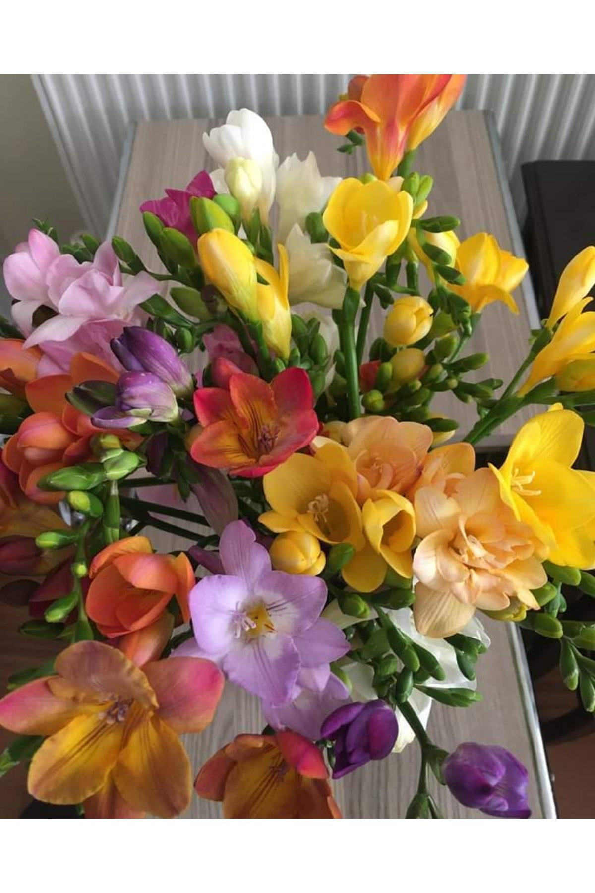 Tropikal Peysaj 6 Adet Karışık Mis Kokulu Frezya Soğanı