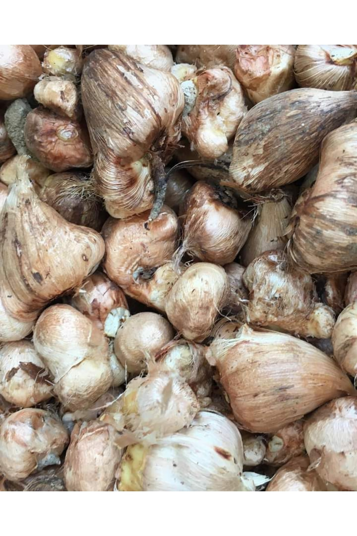 Tropikal Peysaj 6 Adet Karışık Mis Kokulu Frezya Soğanı