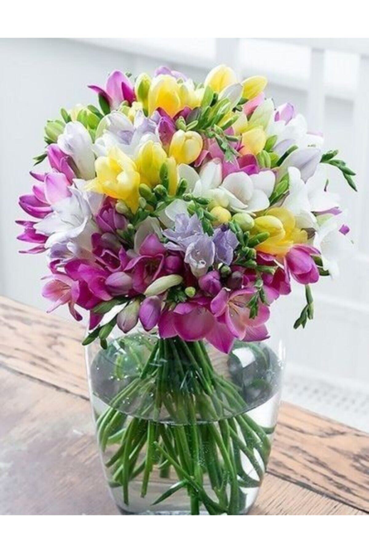 Sari Tarim 6 Adet Karışık Mis Kokulu Frezya Soğanı