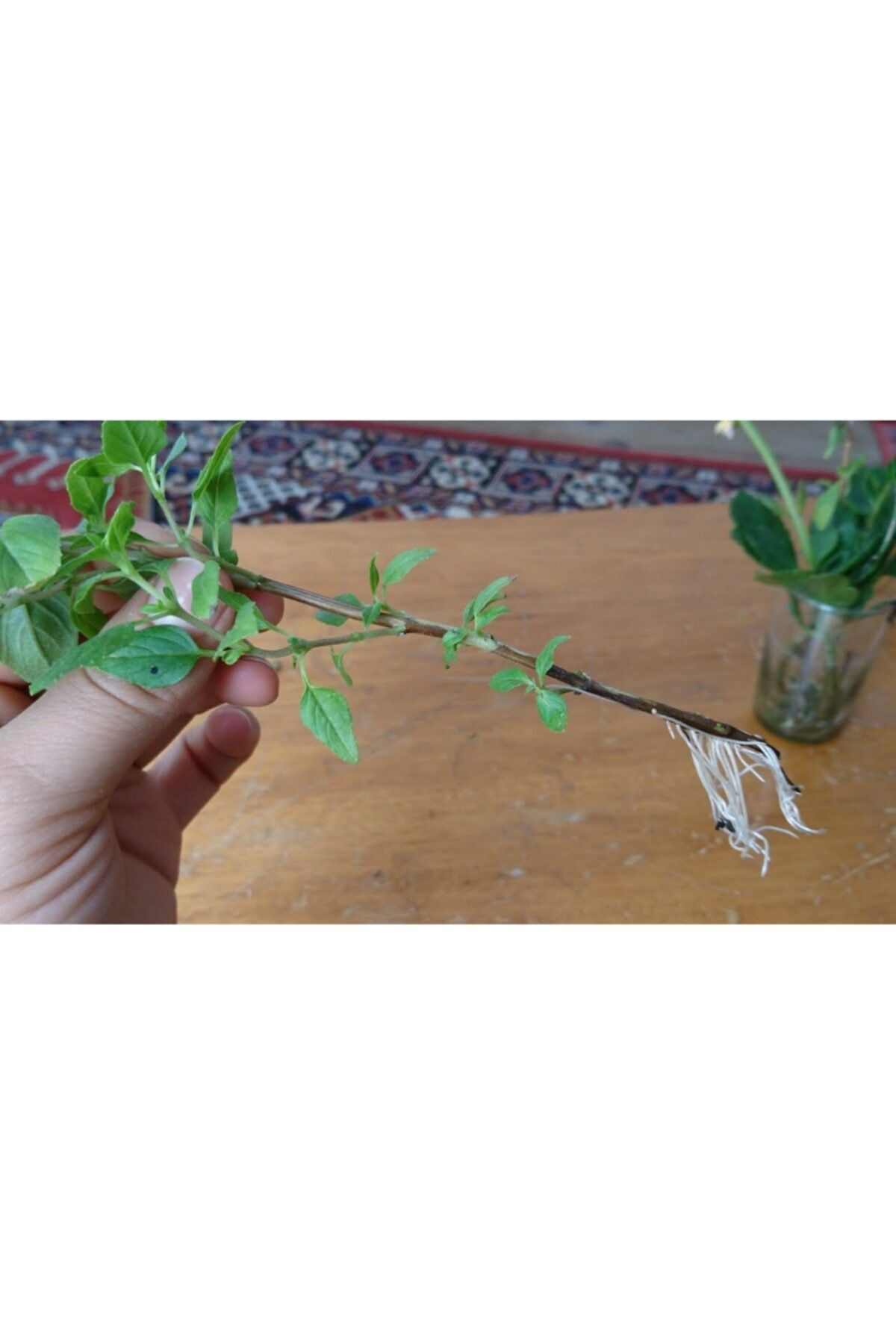 Tohumgübre 6 Litre Bitki Köklendirme Perliti Ve 50 Ml Bitki Köklendirme Horm