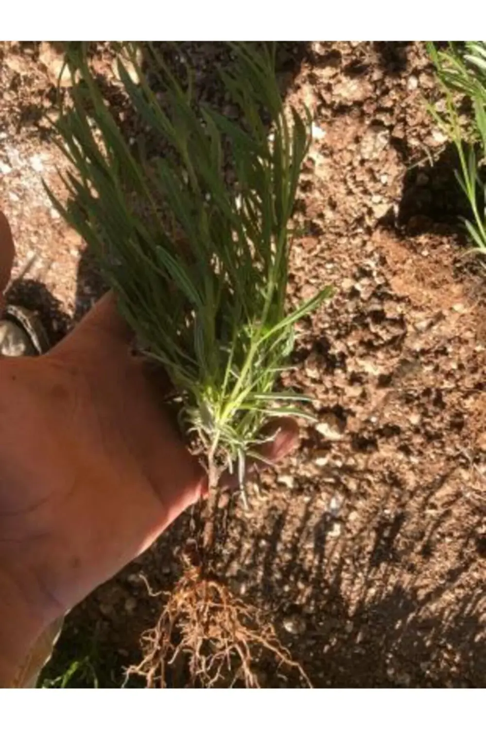 60 Adet Açık Kök Lavanta Fidanı
