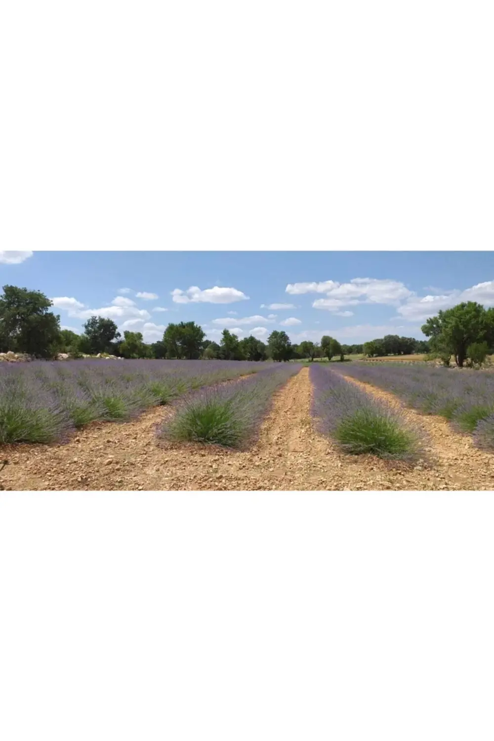 60 Adet Açık Köklü Intermedia Lavanta Fidesi Fidanı