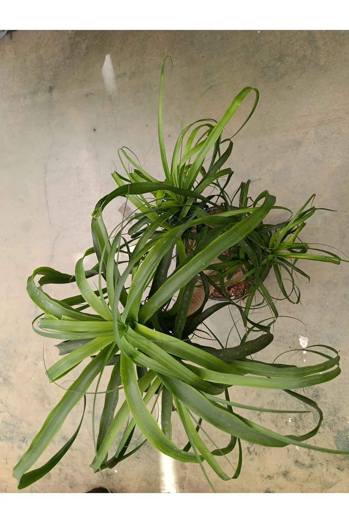 60 cm Beaucarnea Guatemalensis Bitkisi