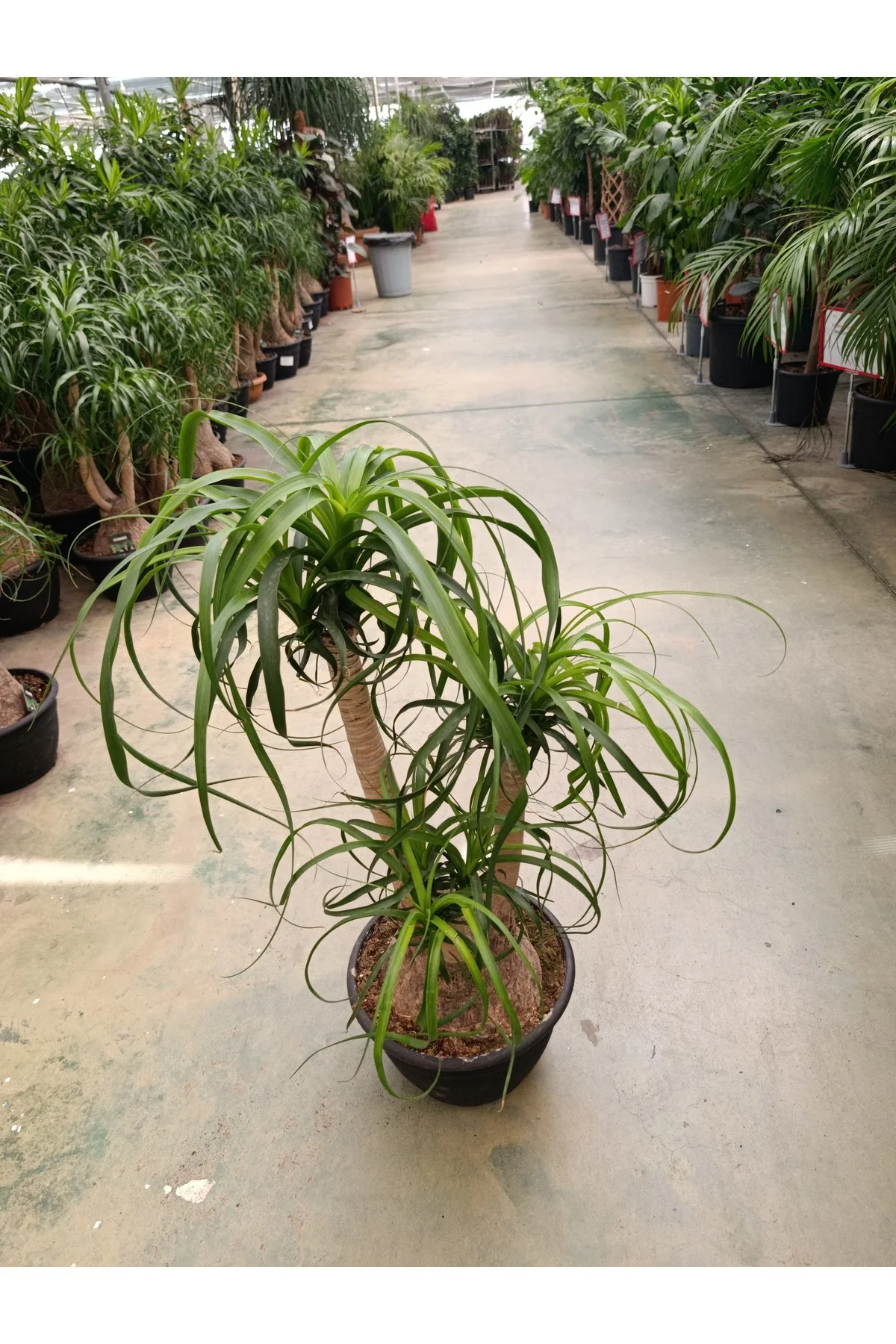 60 cm Beaucarnea Guatemalensis Bitkisi 60 cm Beaucarnea Guatemalensis Bitkisi