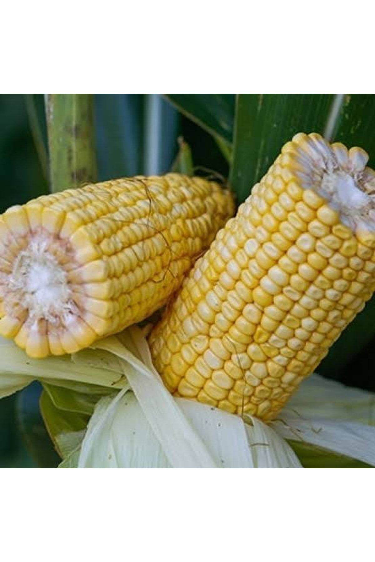 600 Adet Kaynatmalık Ve Közde Patlatmalık Mısır Tohumu