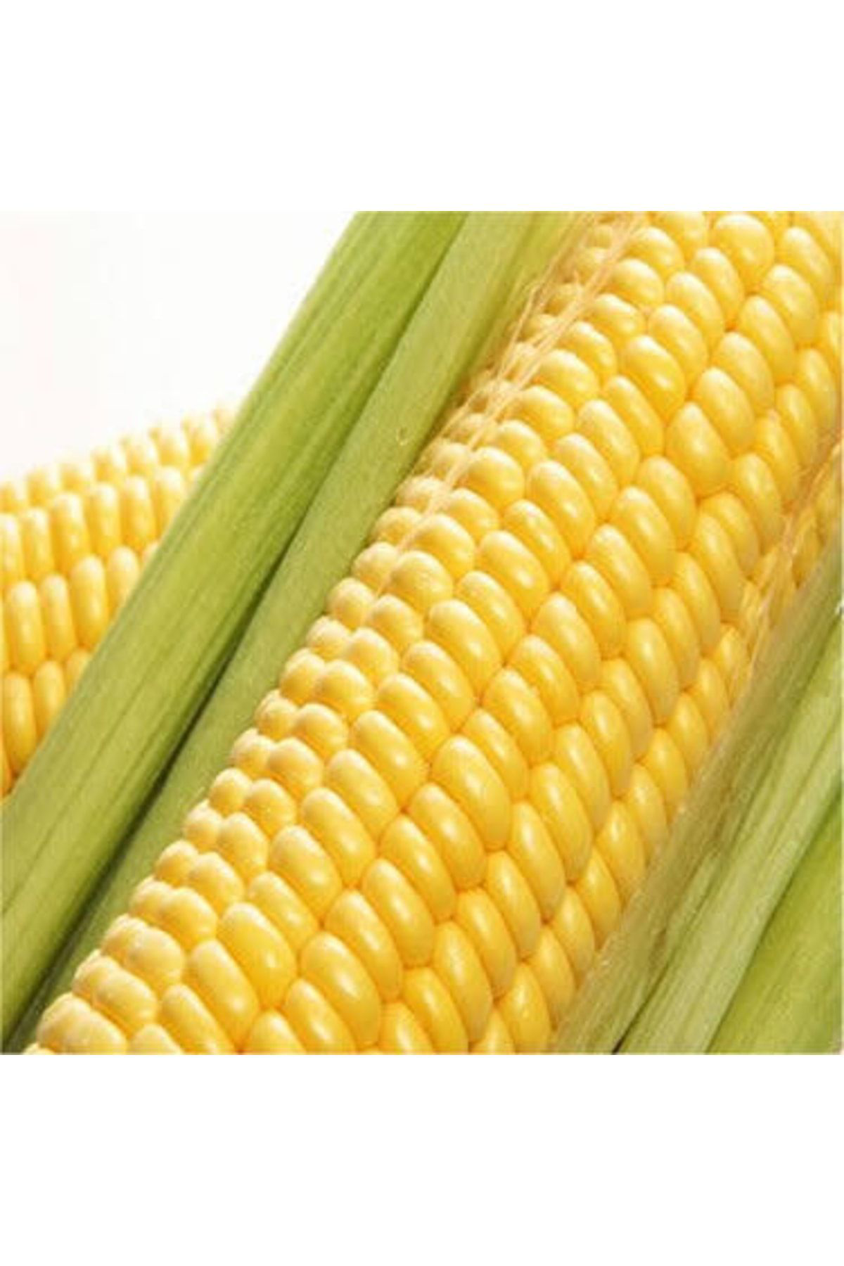 600 Adet Kaynatmalık Ve Közde Patlatmalık Mısır Tohumu