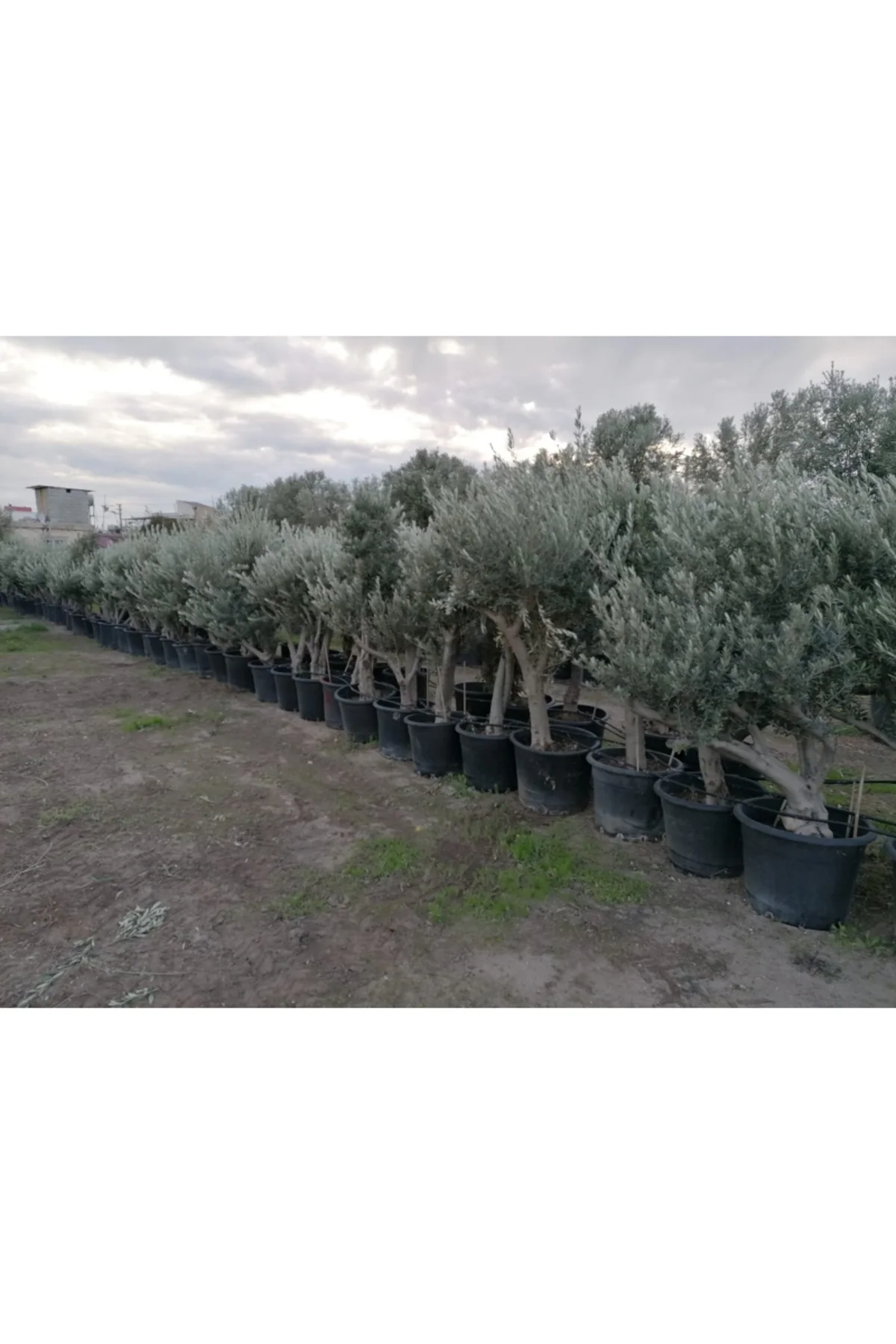 65 Yaş Büyük Zeytin Ağacı