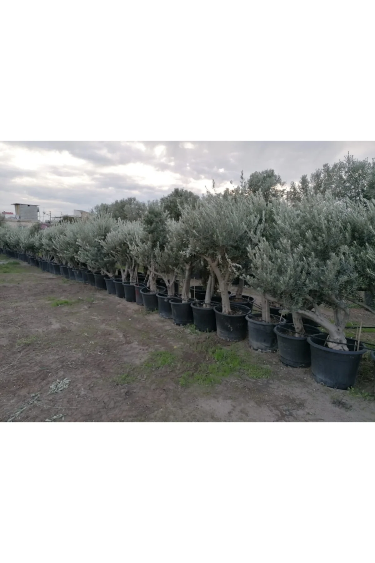 65 Yaş Büyük Zeytin Ağacı - Görsel 3