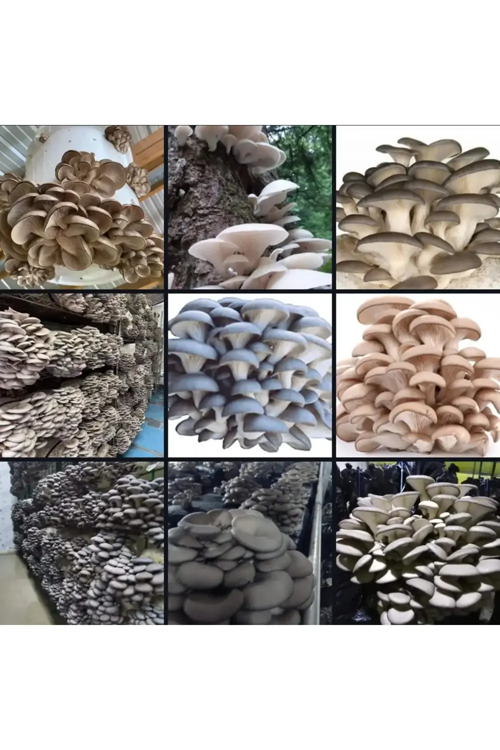 68 Kğ İstiridye Kavak Kayın Yaprak Mantarı Tohumu