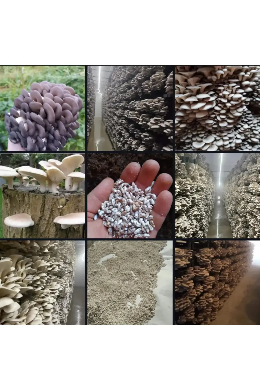 68 Kğ İstiridye Kavak Kayın Yaprak Mantarı Tohumu