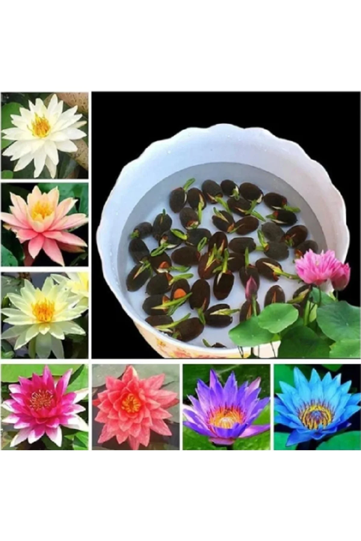 7 Adet Karışık Lotus Tohumu Nilüfer Çiçeği Tohumu