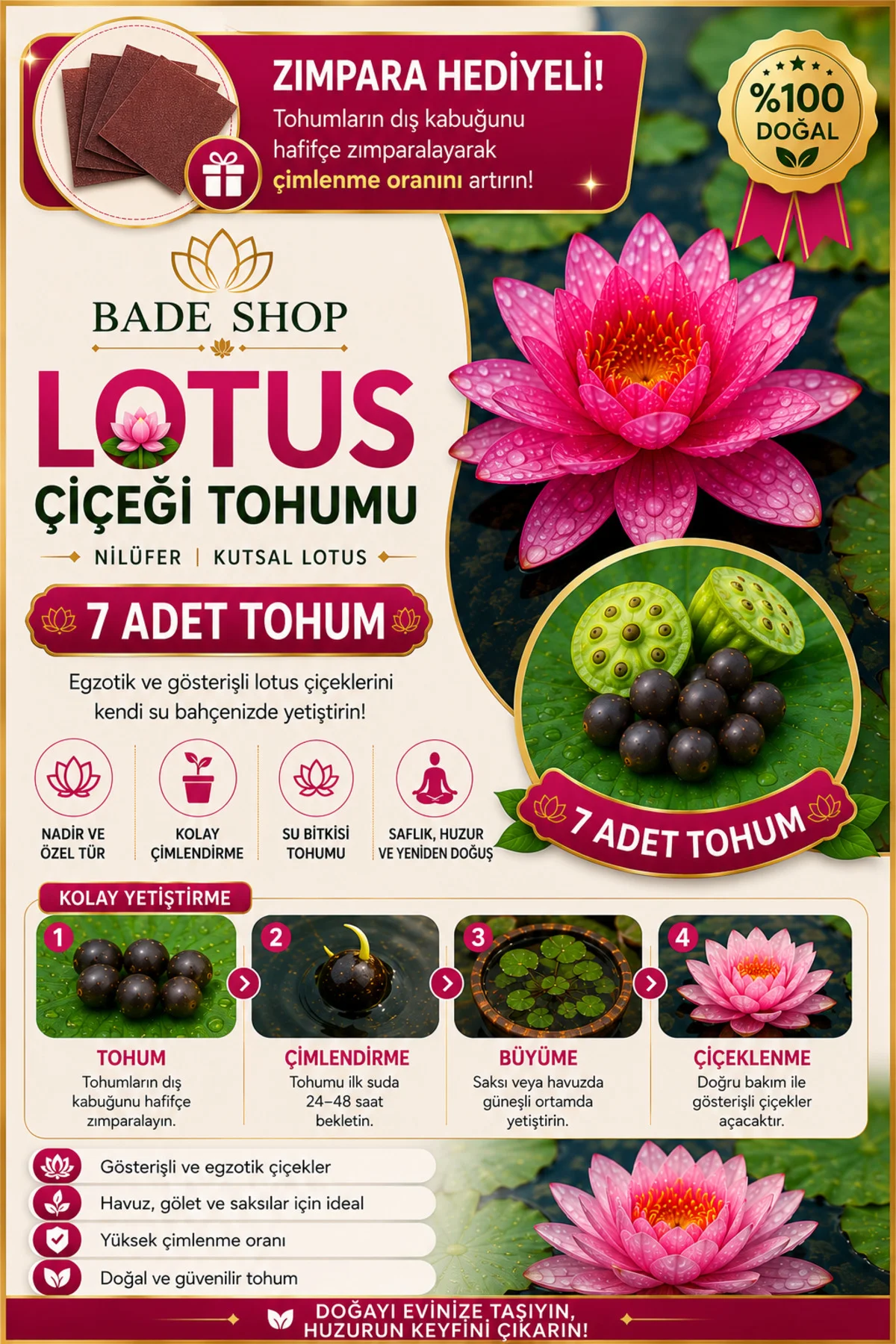 7 Adet Karışık Renk Lotus (Nilüfer) Tohumu – Çimlendirme Zımparası Hediyeli