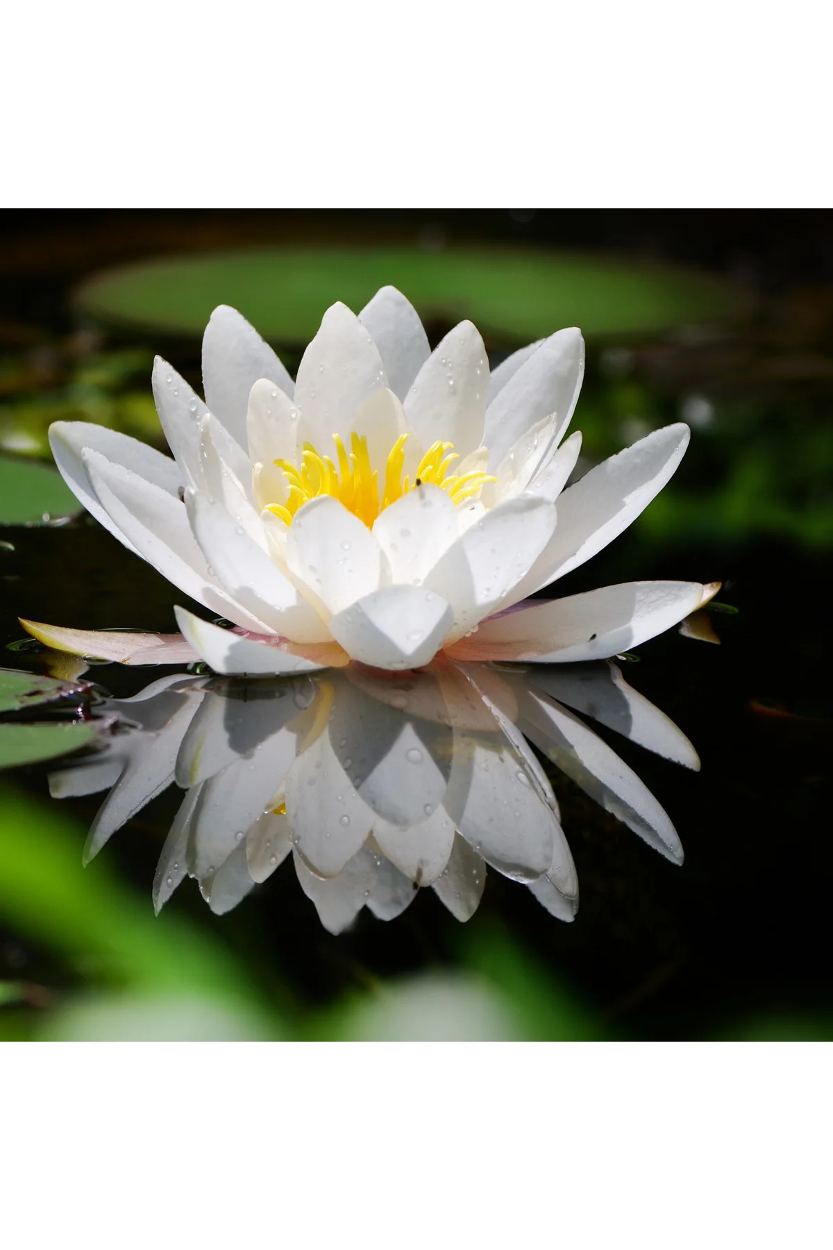 7 Adet Karışık Renk Lotus (Nilüfer) Çiçeği Tohumu – Evde Kolay Yetiştirme, Çimlendirme Zımparası Hediyeli - Görsel 6