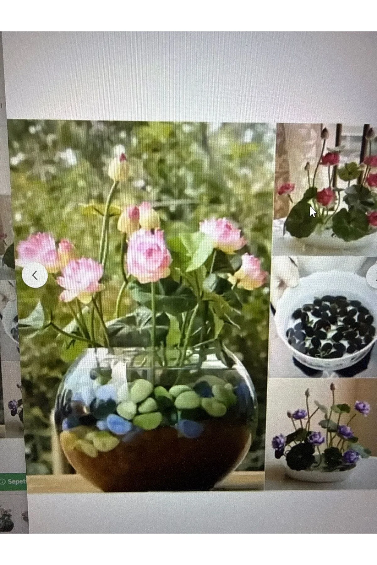 7 Adet Karışık Renklerde Lotus (Nilüfer) Çiçeği Tohumu 7 Adet Karışık Renklerde Lotus (Nilüfer) Çiçeği Tohumu