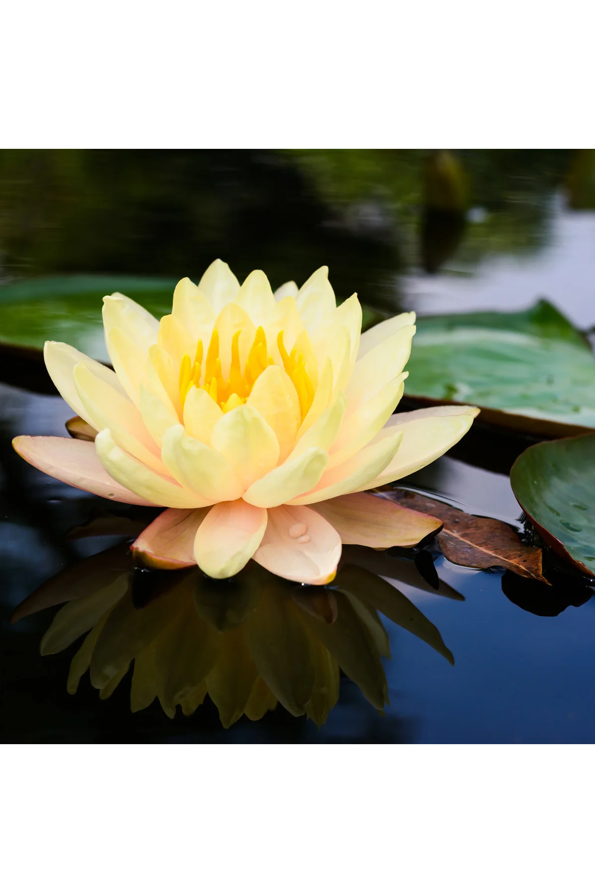 7 Adet Karışık Renklerde Lotus (Nilüfer) Çiçeği Tohumu