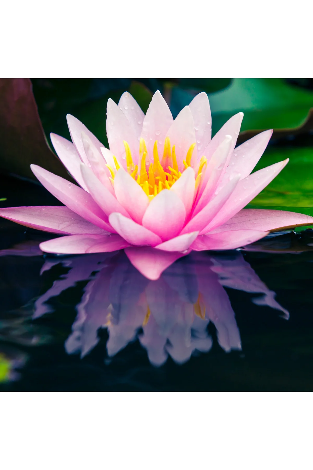 7 Adet Karışık Renklerde Lotus (Nilüfer) Çiçeği Tohumu