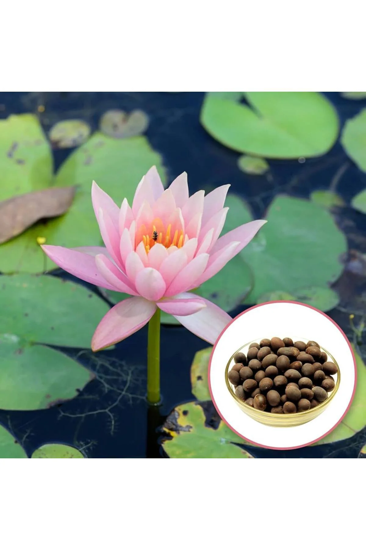 7 Adet Karışık Renklerde Lotus (Nilüfer) Çiçeği Tohumu