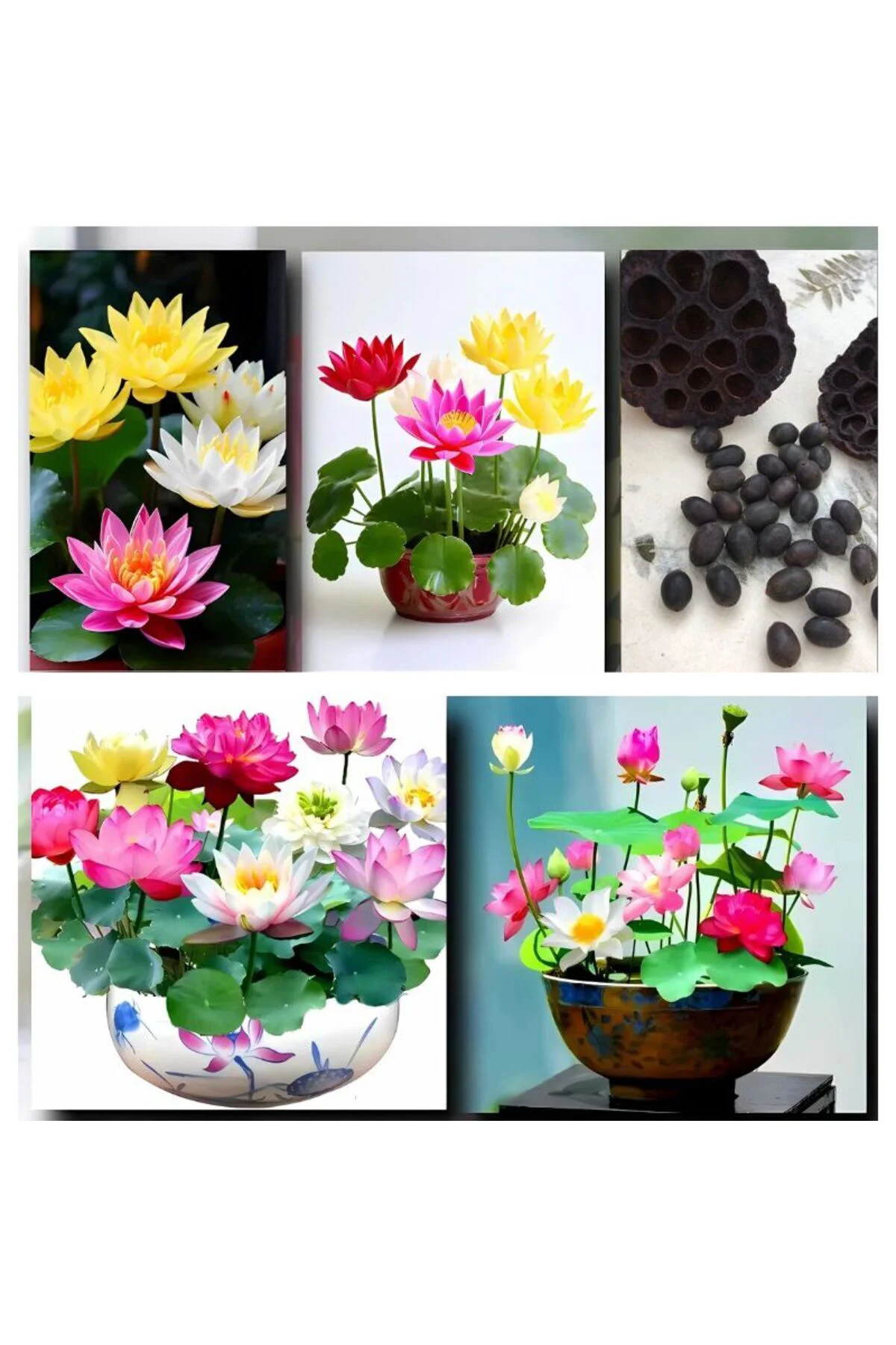 7 Adet Karışık Renklerde Lotus (Nilüfer) Çiçeği Tohumu