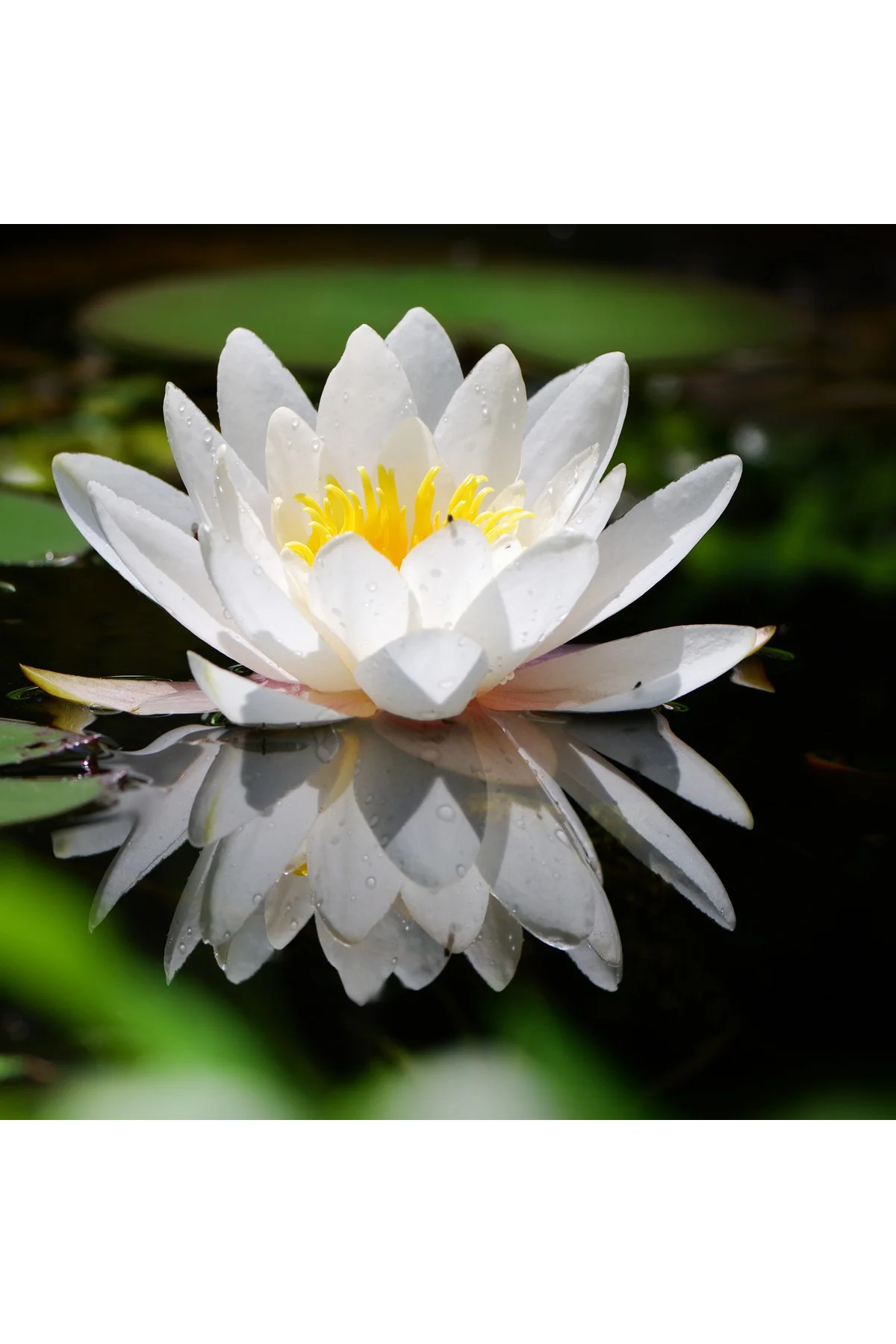 7 Adet Karışık Renklerde Lotus (Nilüfer) Çiçeği Tohumu
