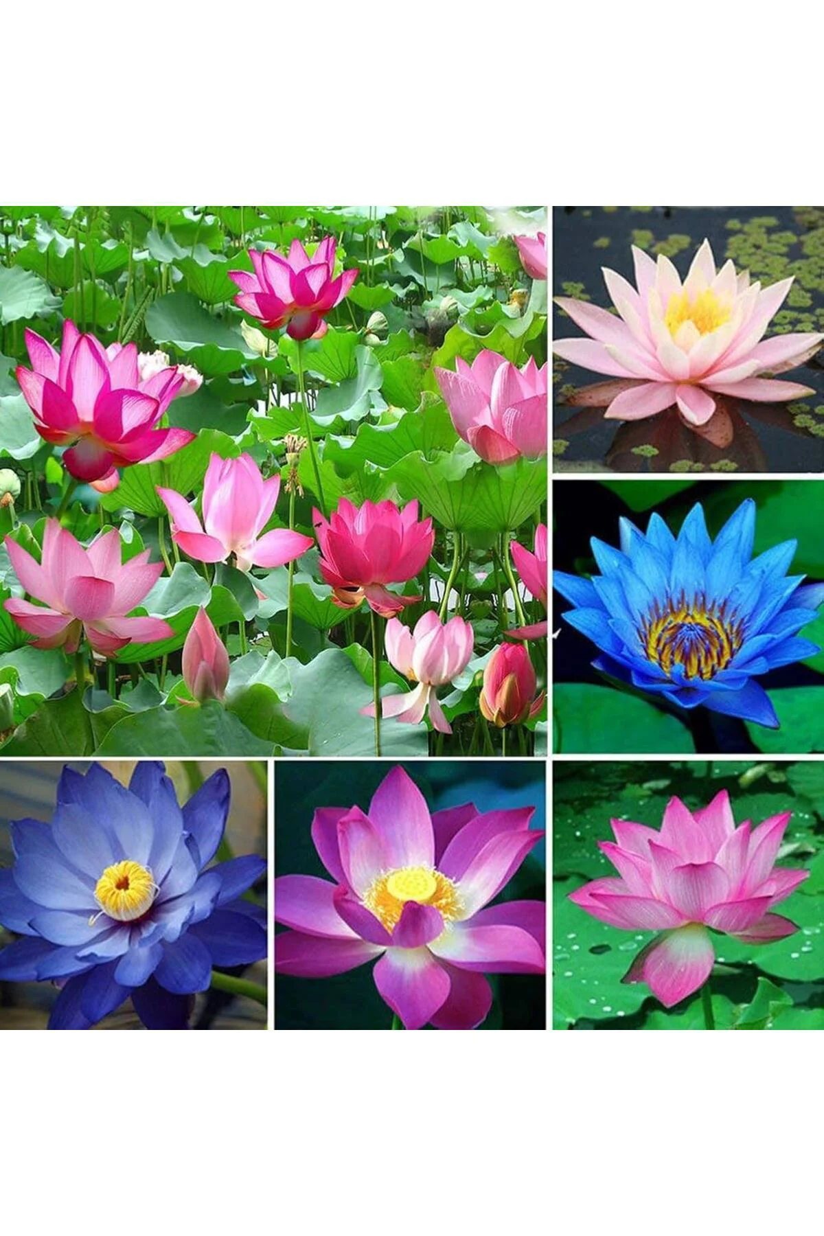 7 Adet Karışık Renklerde Lotus (Nilüfer) Çiçeği Tohumu