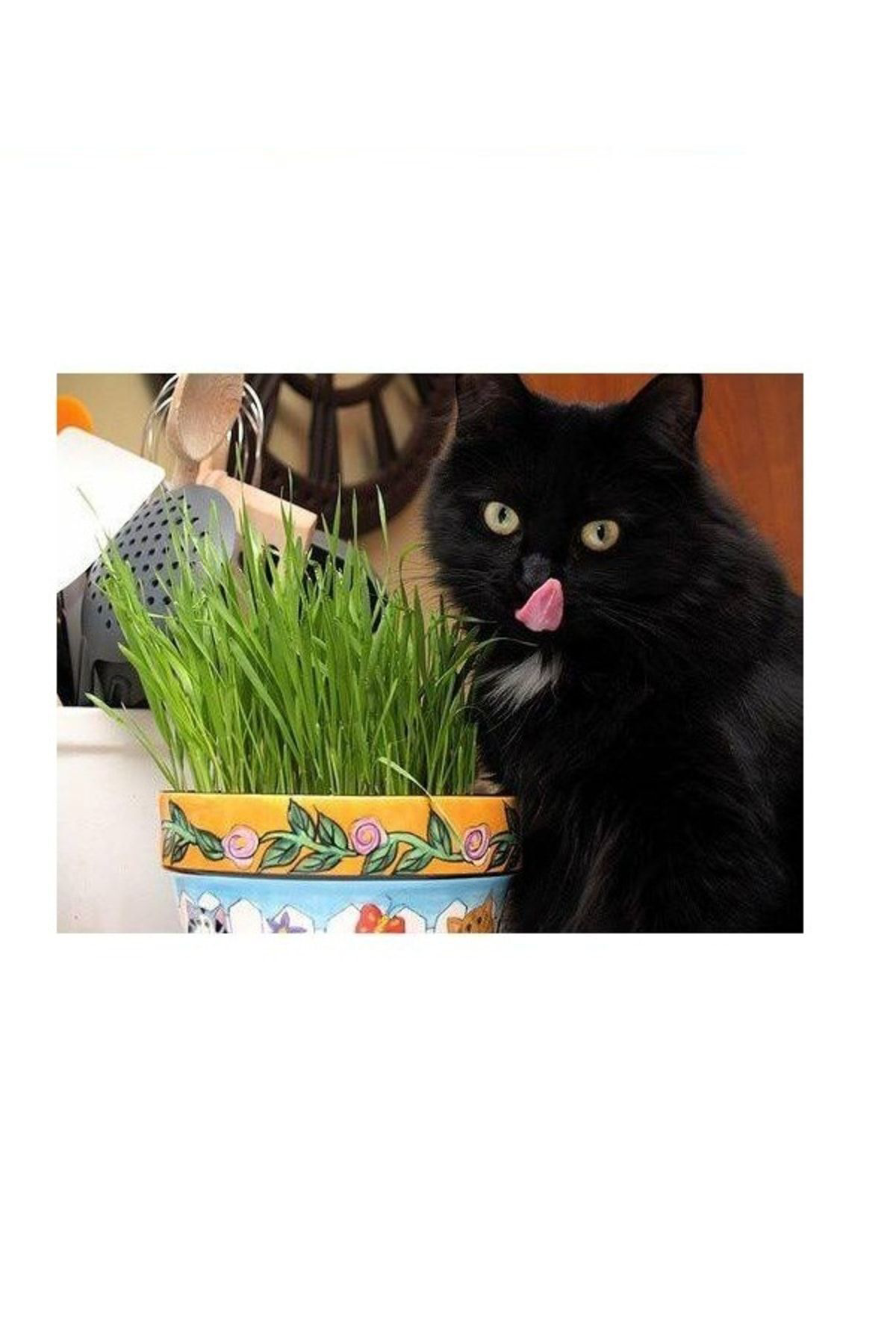 Tohumgübre 7 Yıl Kök Ömürlü Kedi Çimi Tohumu (1 M2 Alana Yetecek Kadar)