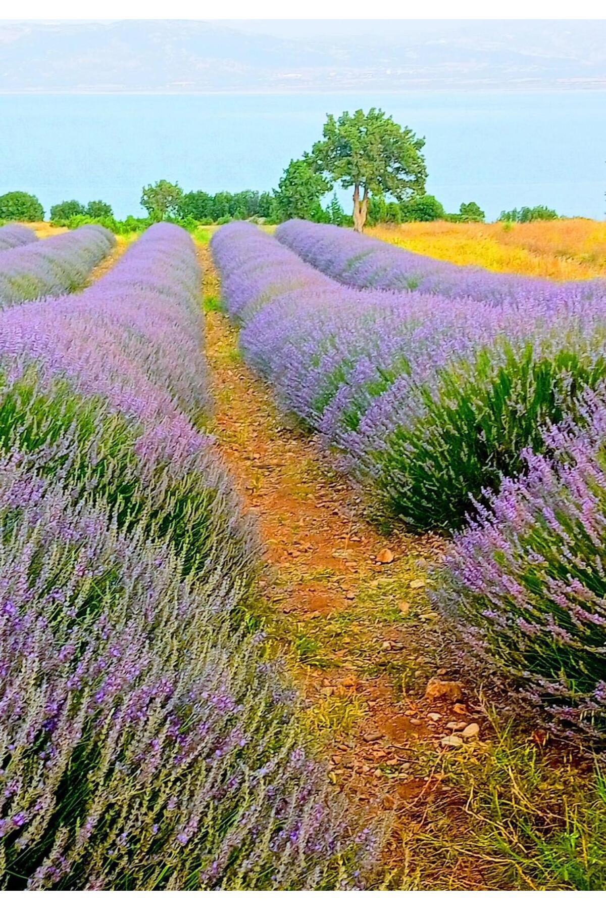 Zeysen Tropikal 850 Adet Lavanta Açık Kök Angustifolia Fidanı Fidesi