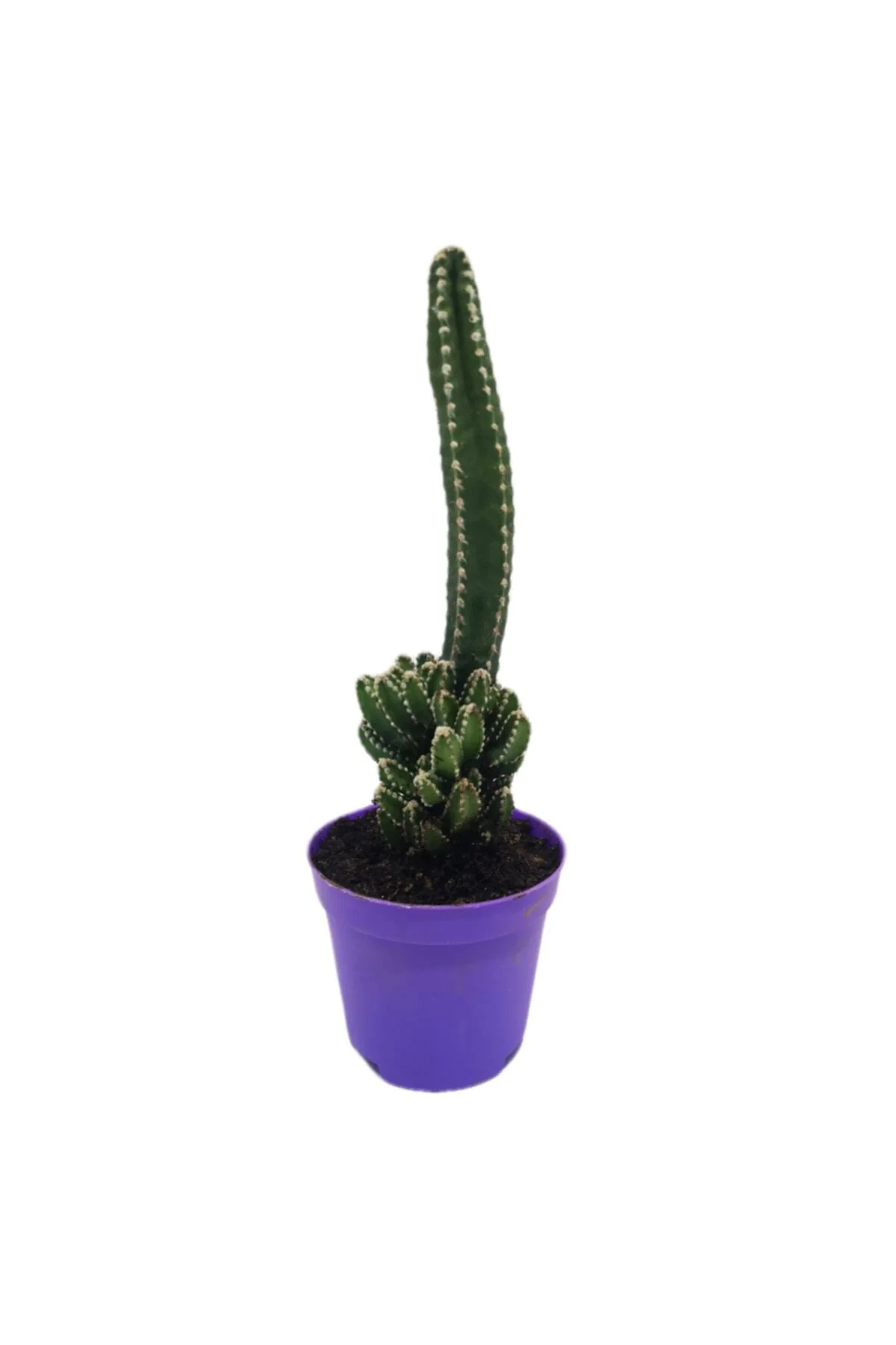 8,50 lik Mor Saksıda Peri Kalesi Kaktüs Cereus Peruvianus Florida
