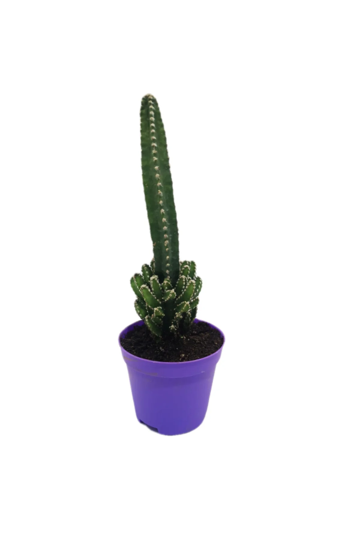 8,50 lik Mor Saksıda Peri Kalesi Kaktüs Cereus Peruvianus Florida