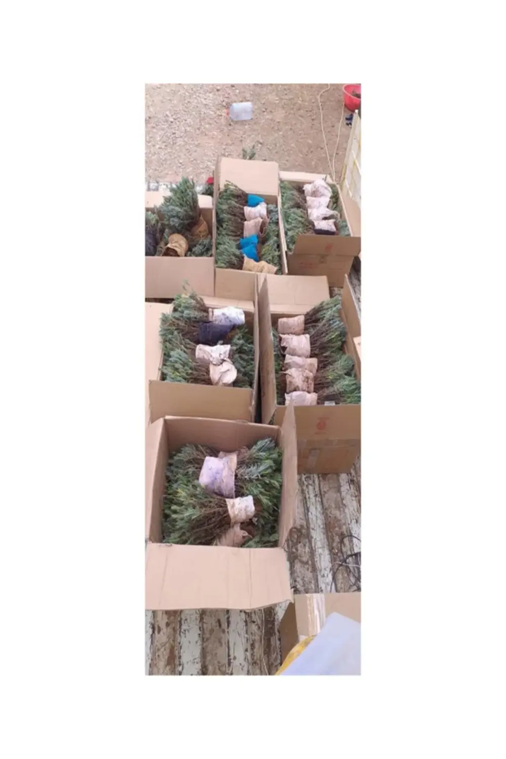 95 Adet Lavanta Açık Köklü Intermedia Fidanı Fidesi