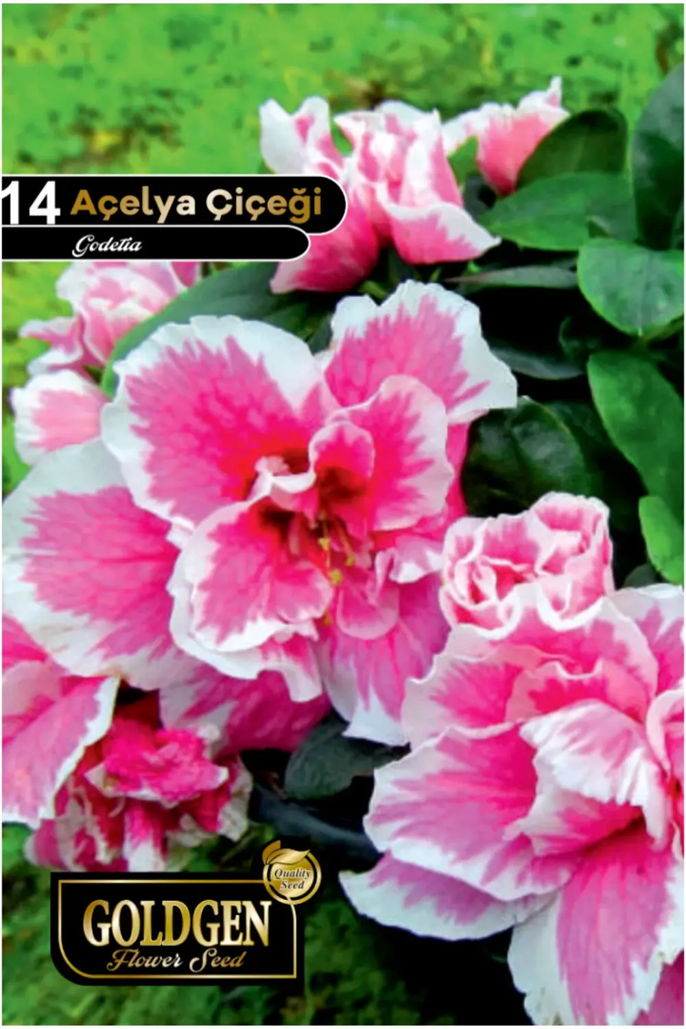 Açelya Çiçeği Tohumu