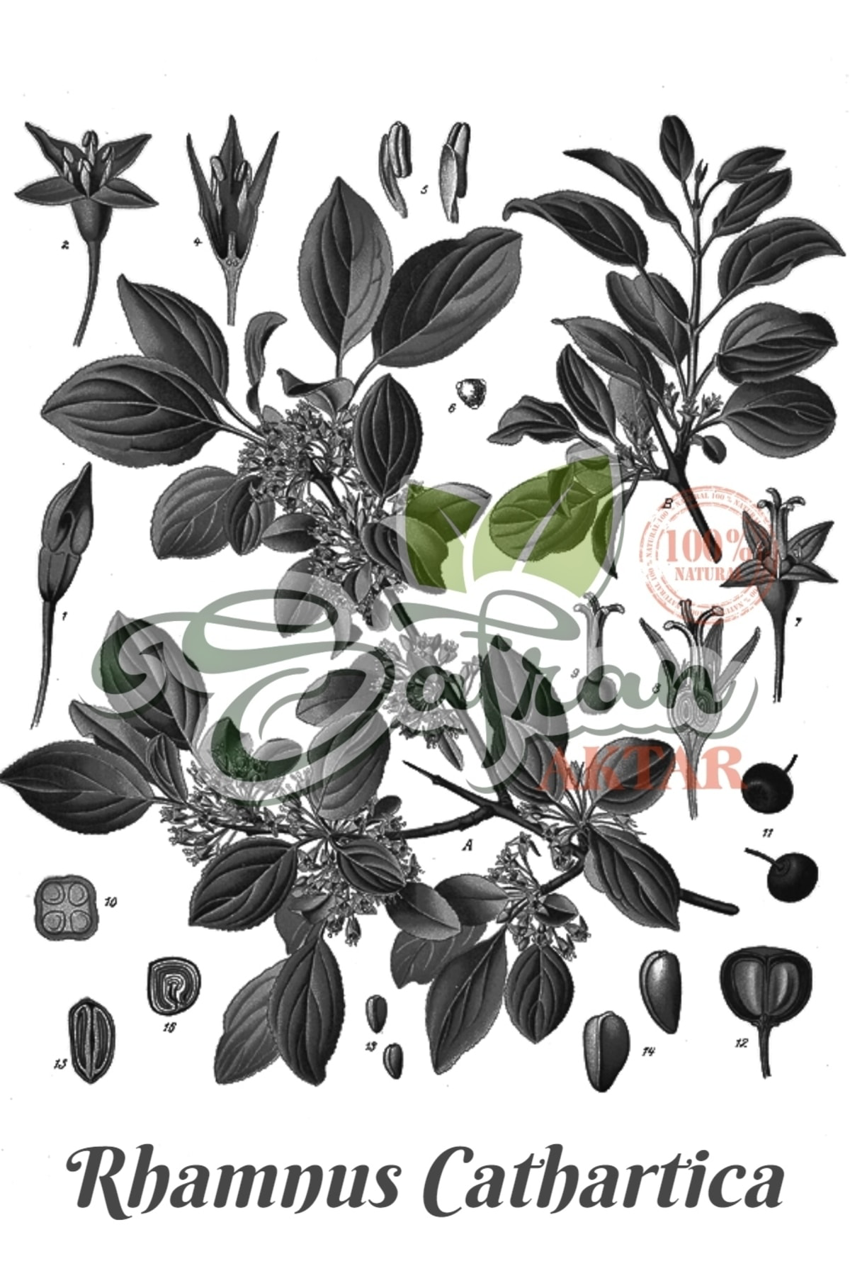 Safran Aktar Acı Çehre Tohumu 20 Gram