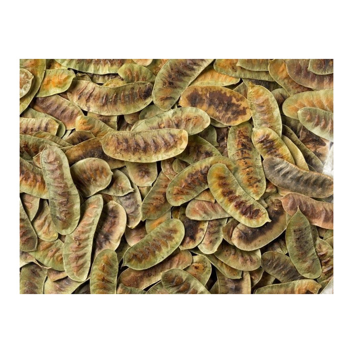 Bitki Diyarı Açlık Otu