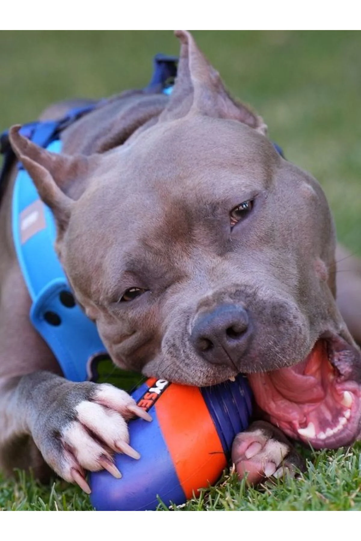 Active Rugby Köpek Oyuncağı Jys-7069 Fiyatı, Yorumları ve Özellikleri