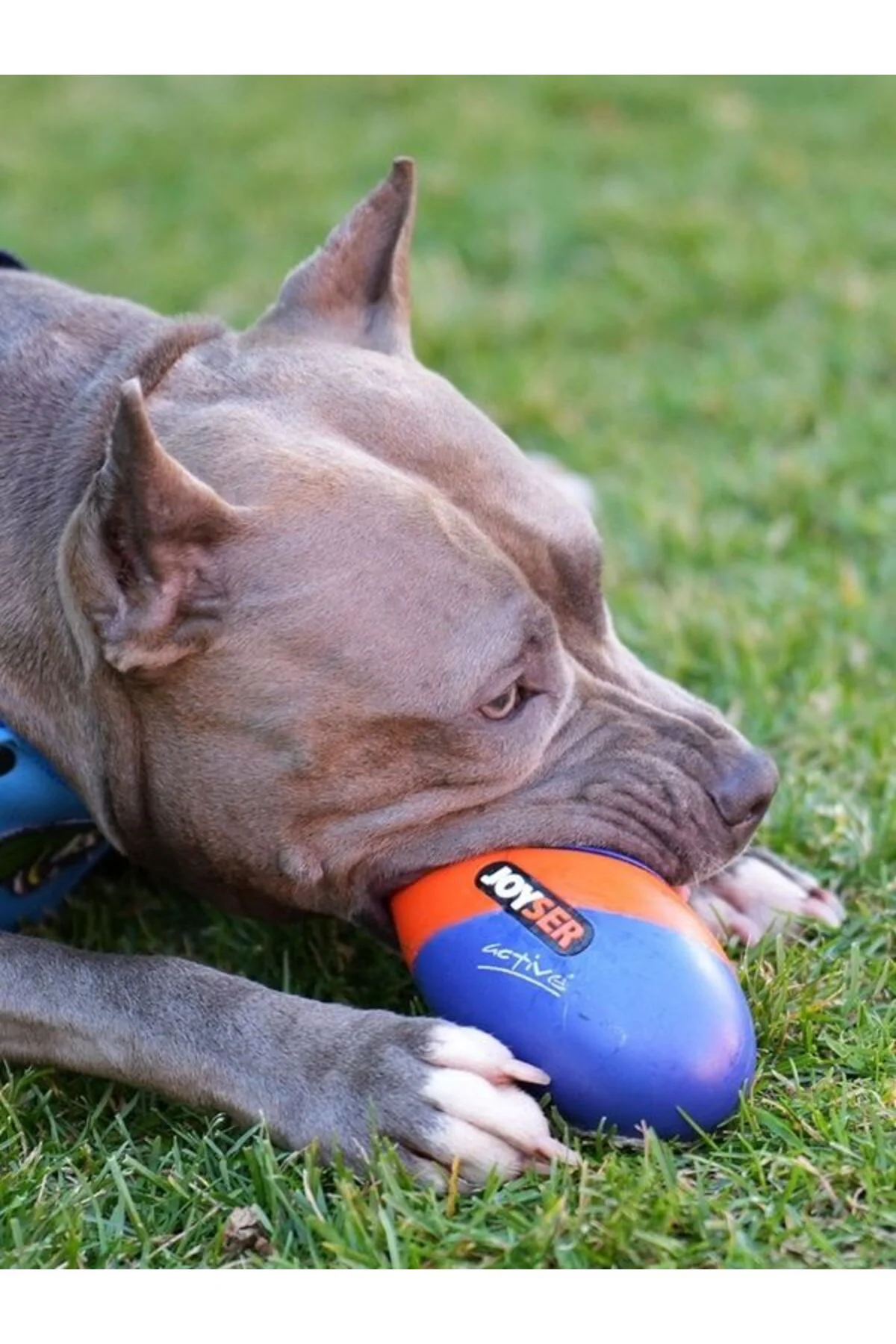 Active Rugby Köpek Oyuncağı Jys-7069 Fiyatı, Yorumları ve Özellikleri