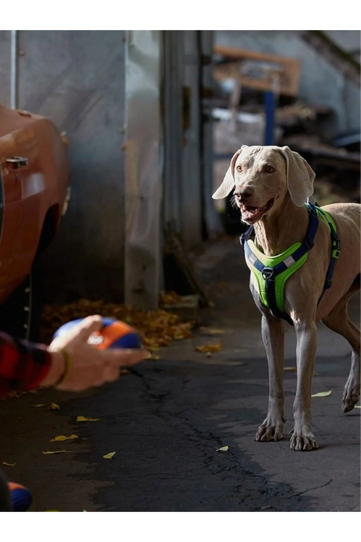 Active Rugby Köpek Oyuncağı Jys-7069 Fiyatı, Yorumları ve Özellikleri