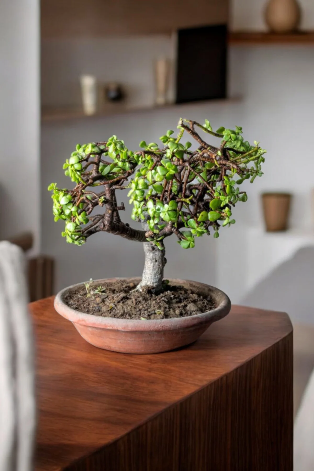 Afra Bonsai Terakota Saksıda 12 Yaş Şans Para Ağacı