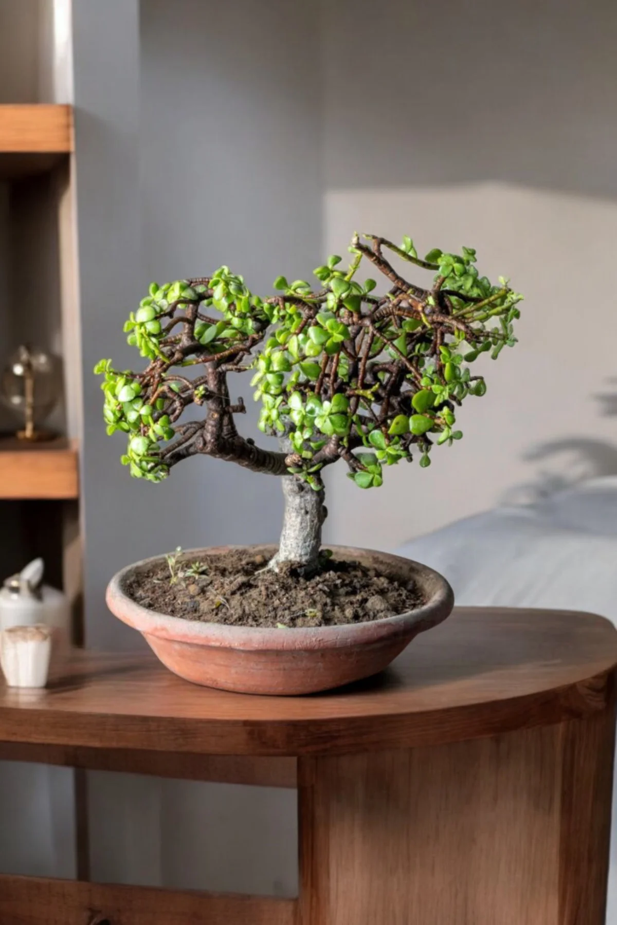 Afra Bonsai Terakota Saksıda 12 Yaş Şans Para Ağacı