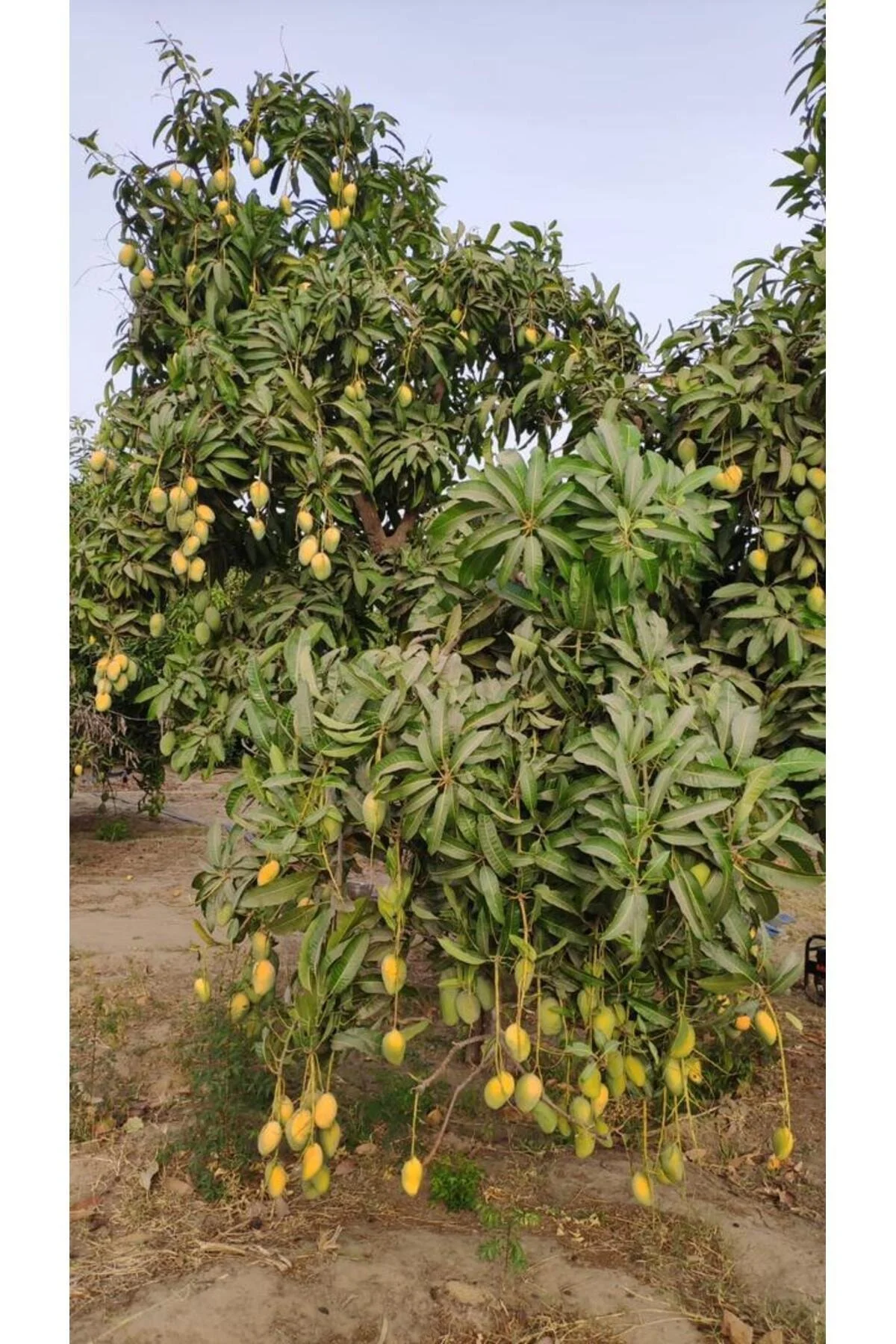 Afrika Mango Fidanı 50 80 Cm - Görsel 2
